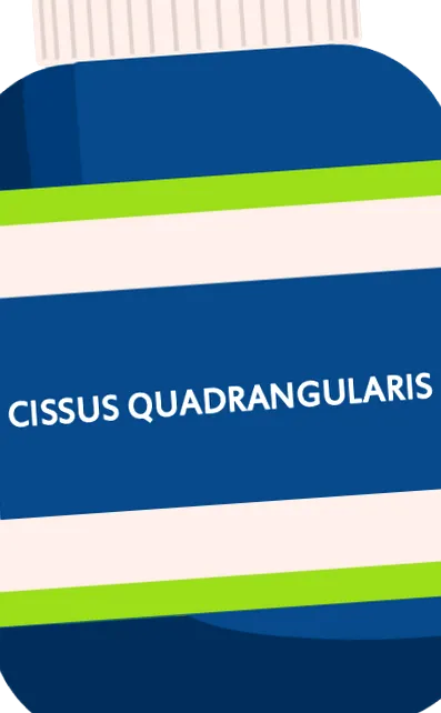 quadrangularis
