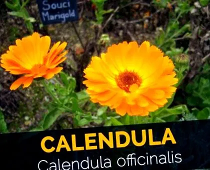calendula