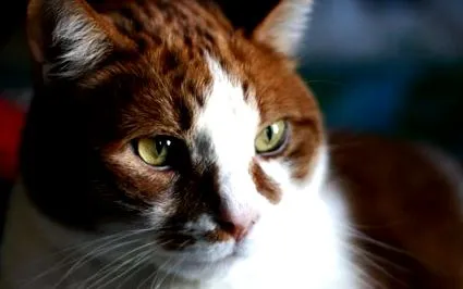 cats тумори