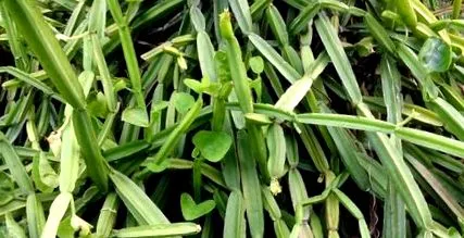 cissus
