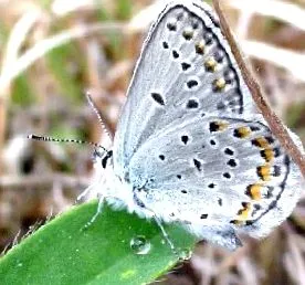 lycaeides