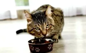котешки