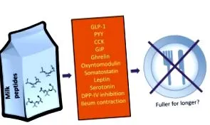 peptide