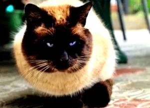 котката