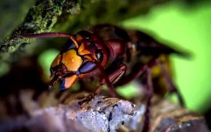 hornets
