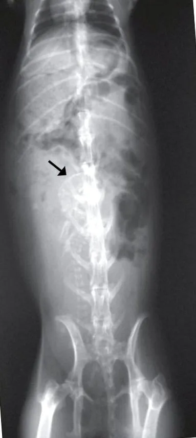 oryctolagus