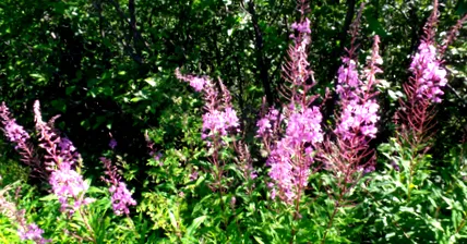 fireweed