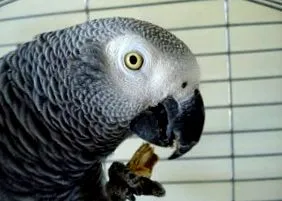 toxice