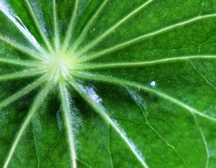 centella
