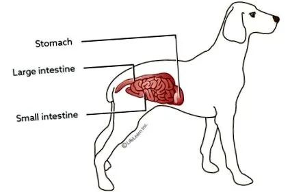 állatkórházában