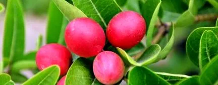 Gymnema Sylvestre