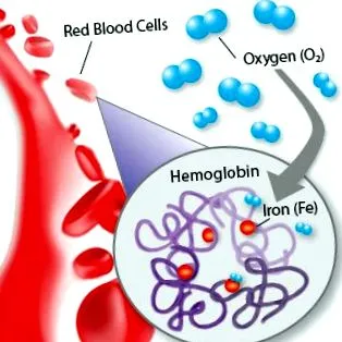 hemoglobina