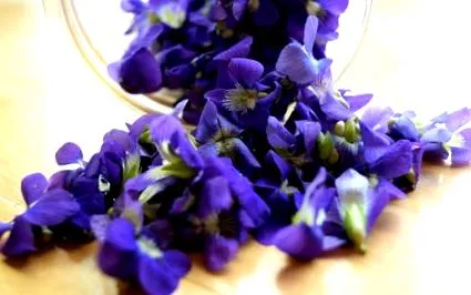 sirop violetă