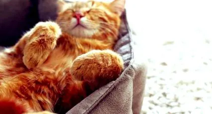 felină