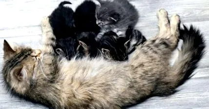 котки