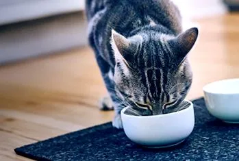 подходяща котки