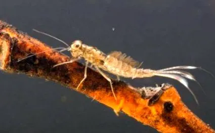 mayfly