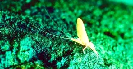 mayfly
