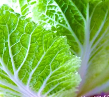 cabbage