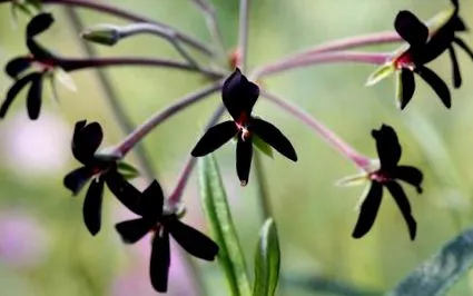 pelargonium