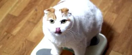 затлъстяване затлъстяване
