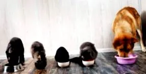 котки струвите