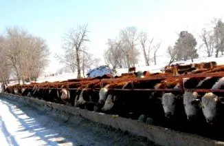 Keresési eredmények Drovers