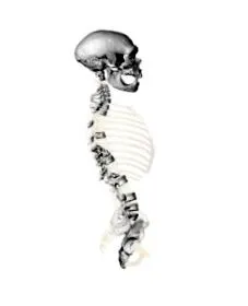 sapiens
