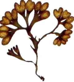 bladderwack