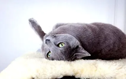 котки котки