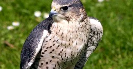 șoimului