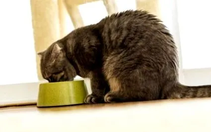 коча