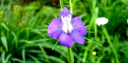 larkspur