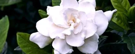 цветя