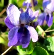violetă
