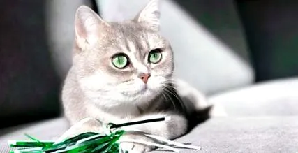 котката