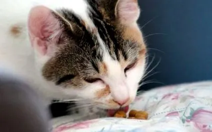 котки