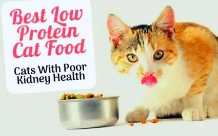котки