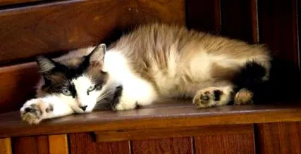 котки котки