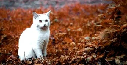 котки