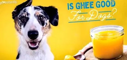 ghee