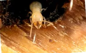 termite