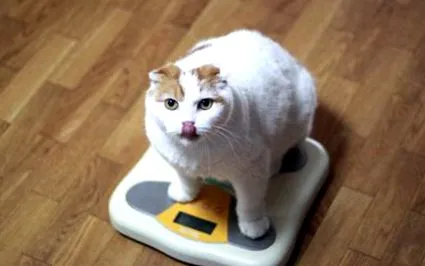 котешките
