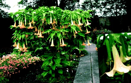 datura