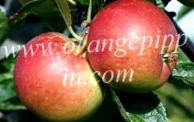 apple