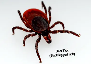 anaplasmoza