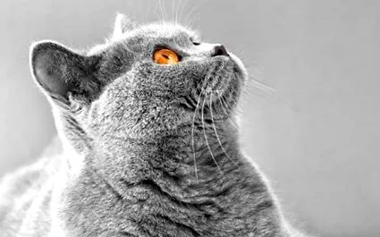 котки