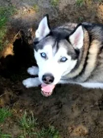 husky