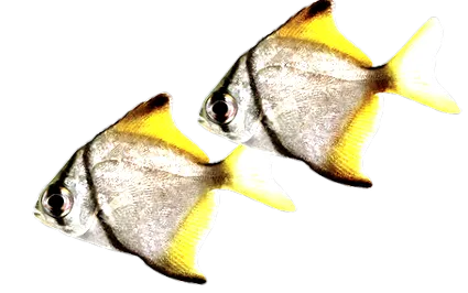 brackish