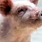 provocarea